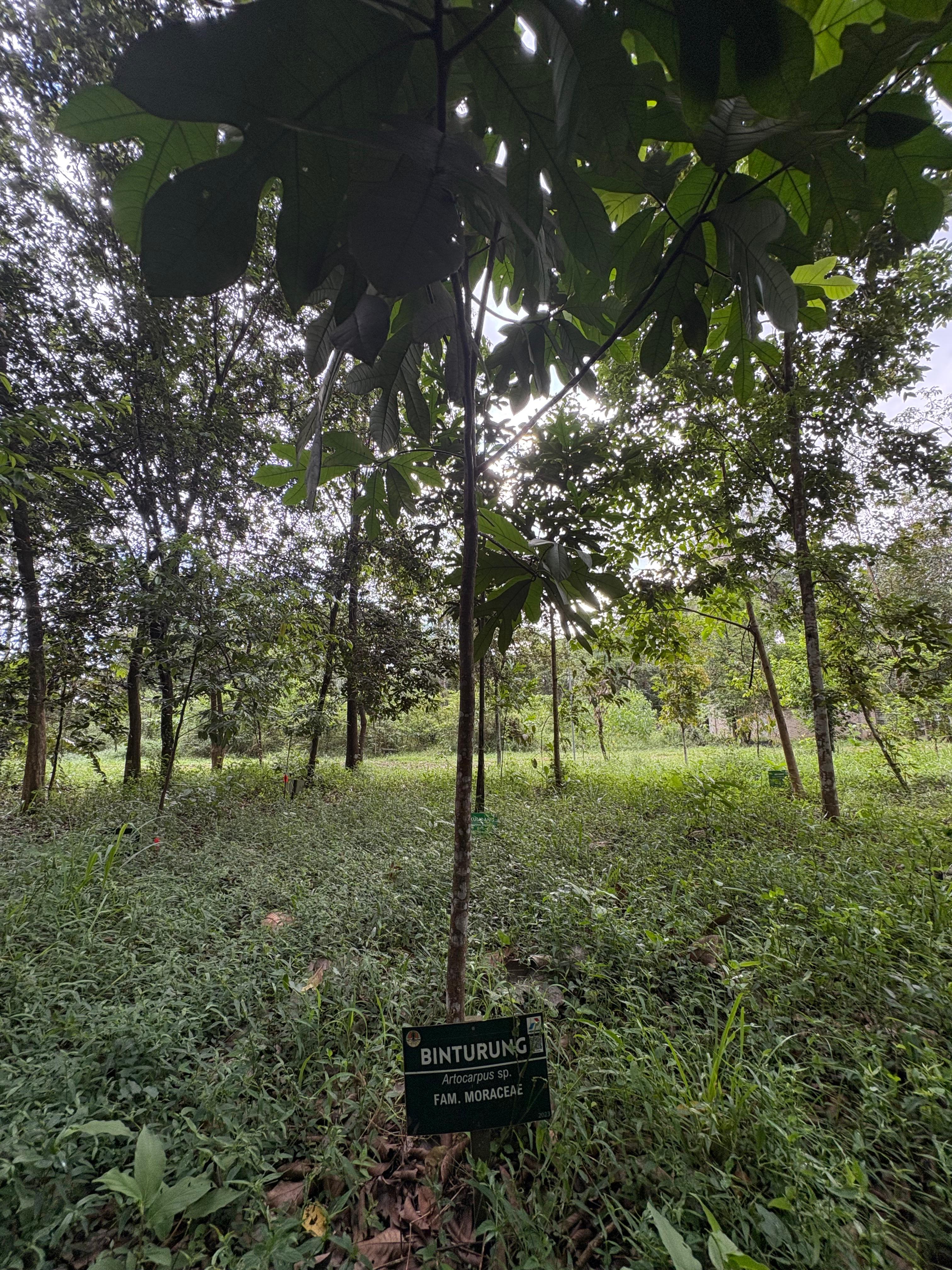 Binturung 