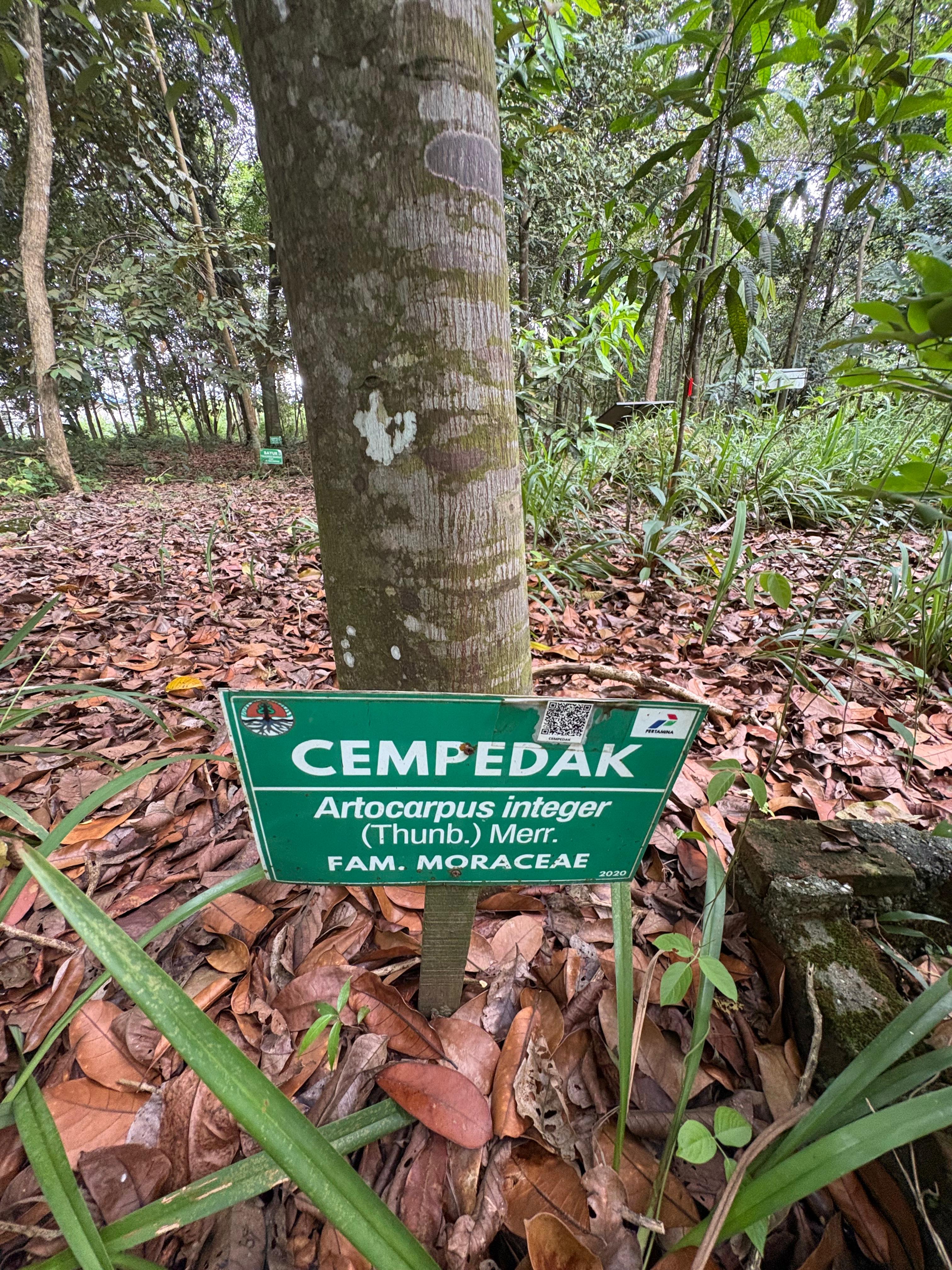 Cempedak