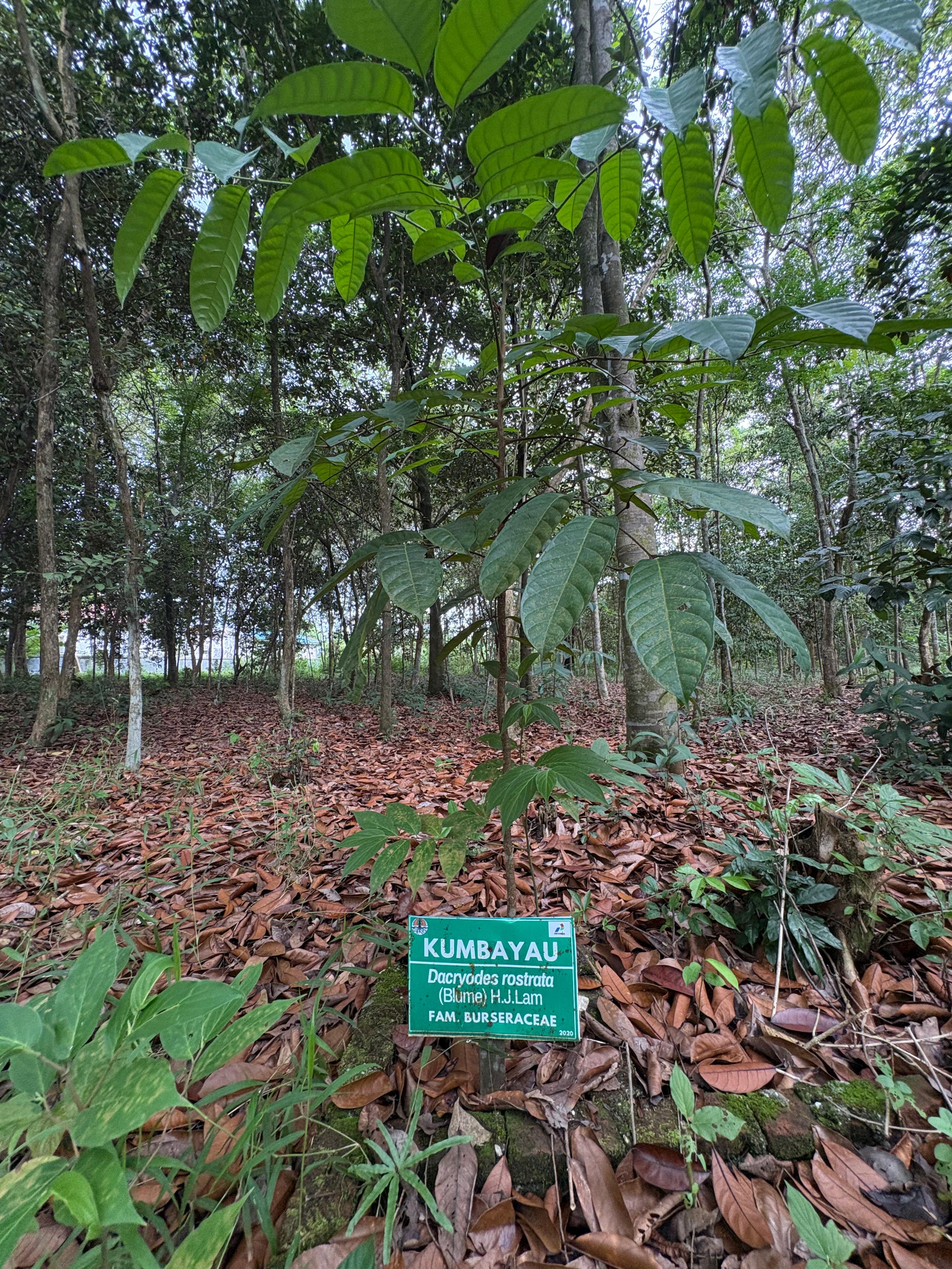 Kumbayau