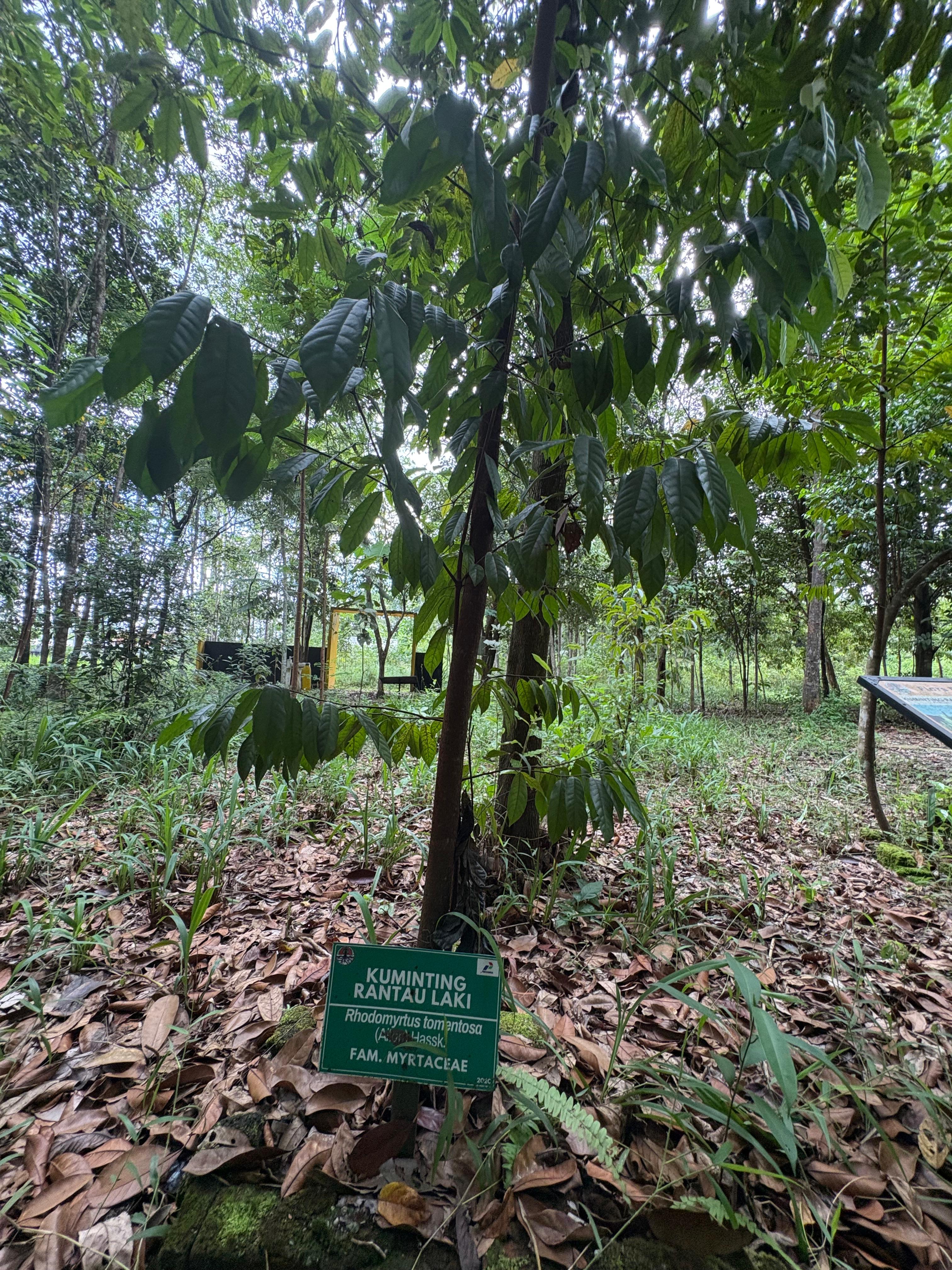 Kuminting Rantau Laki