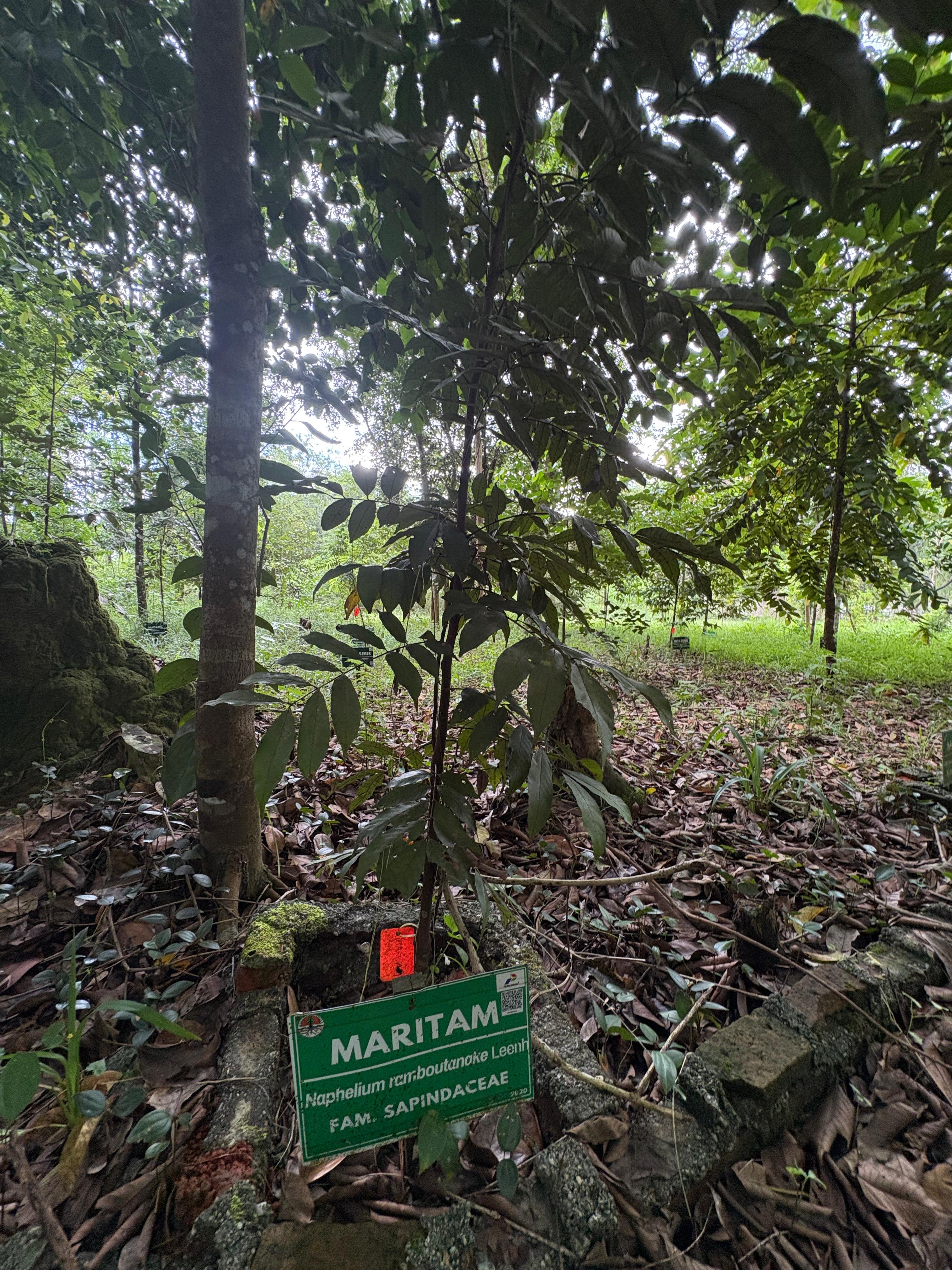 Maritam