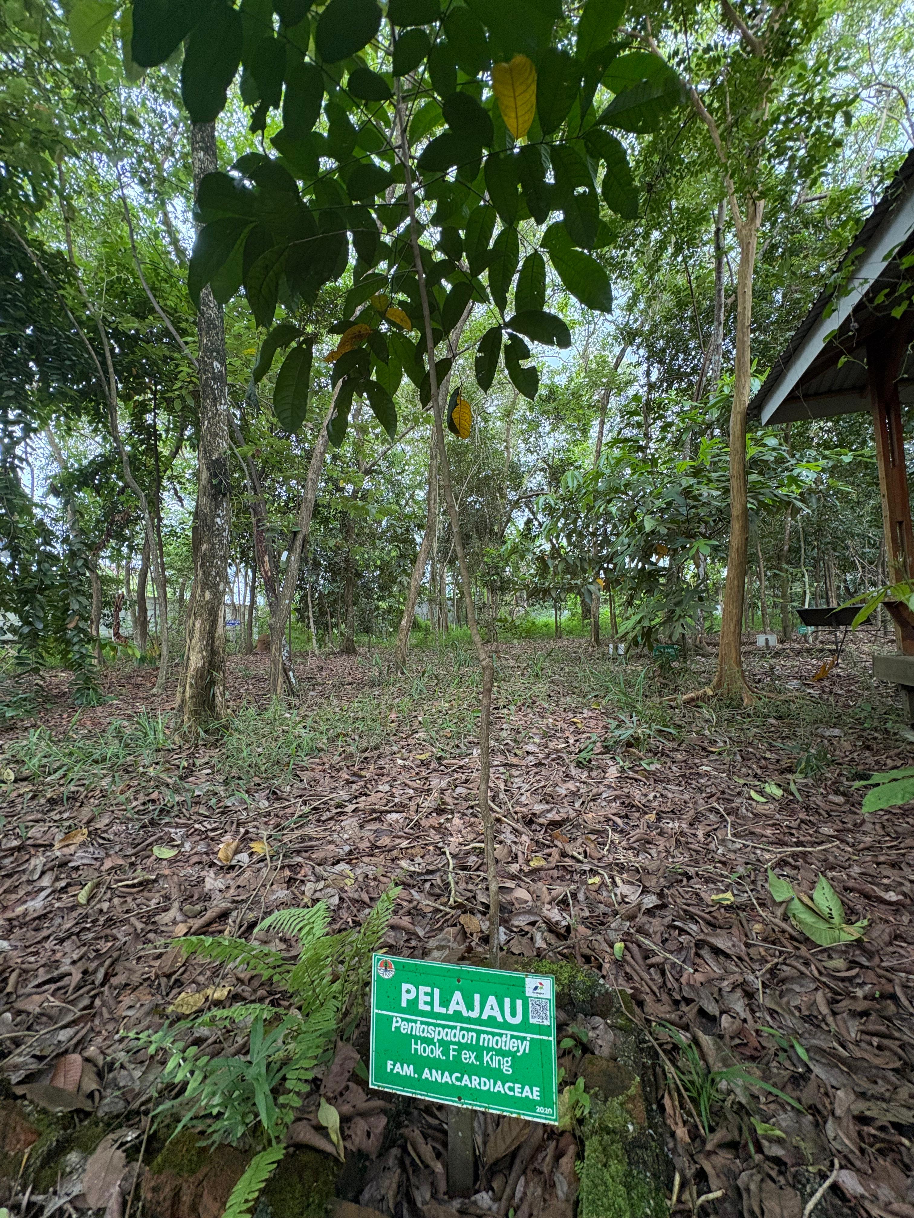 Pelajau