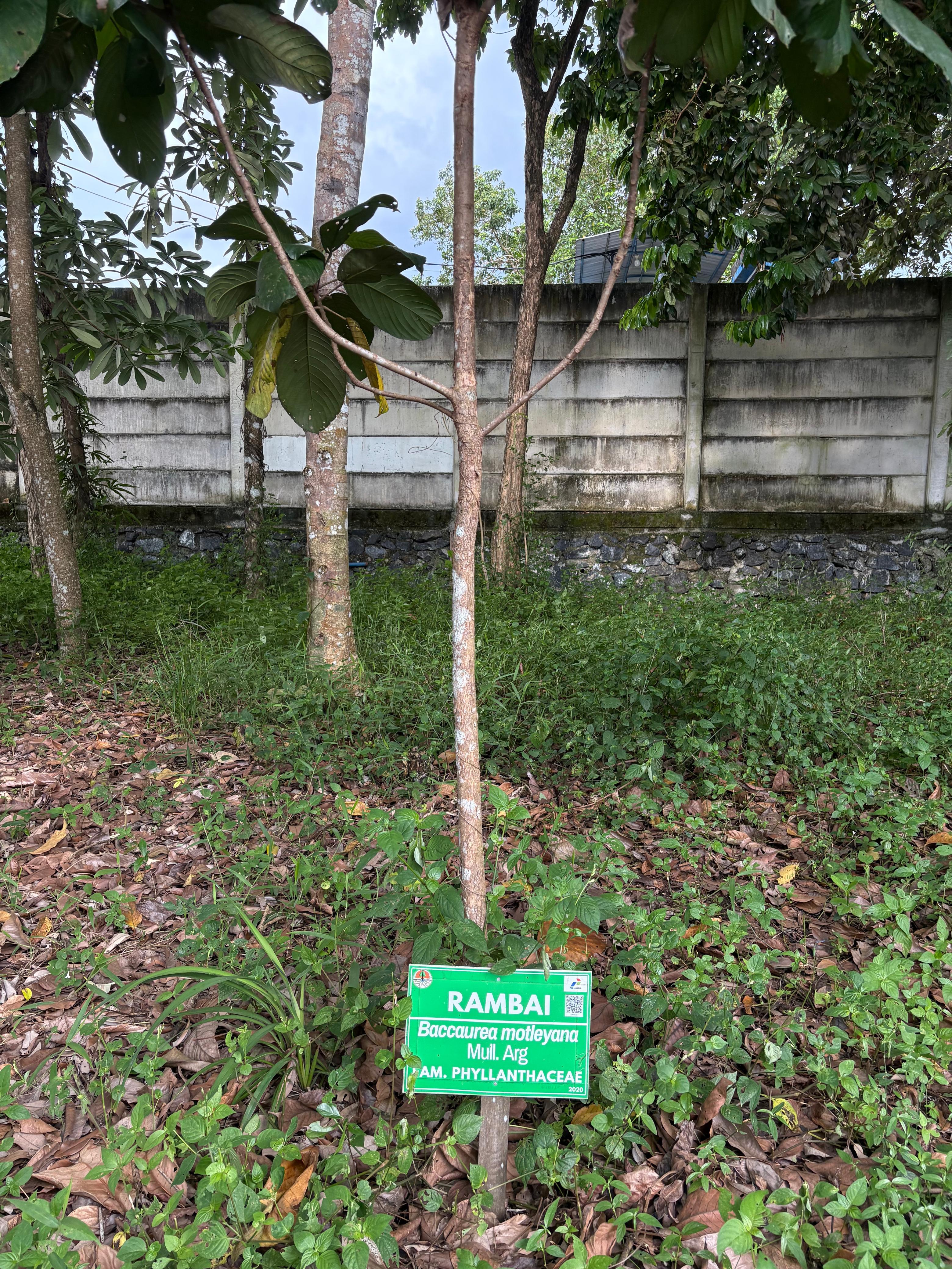 Rambai