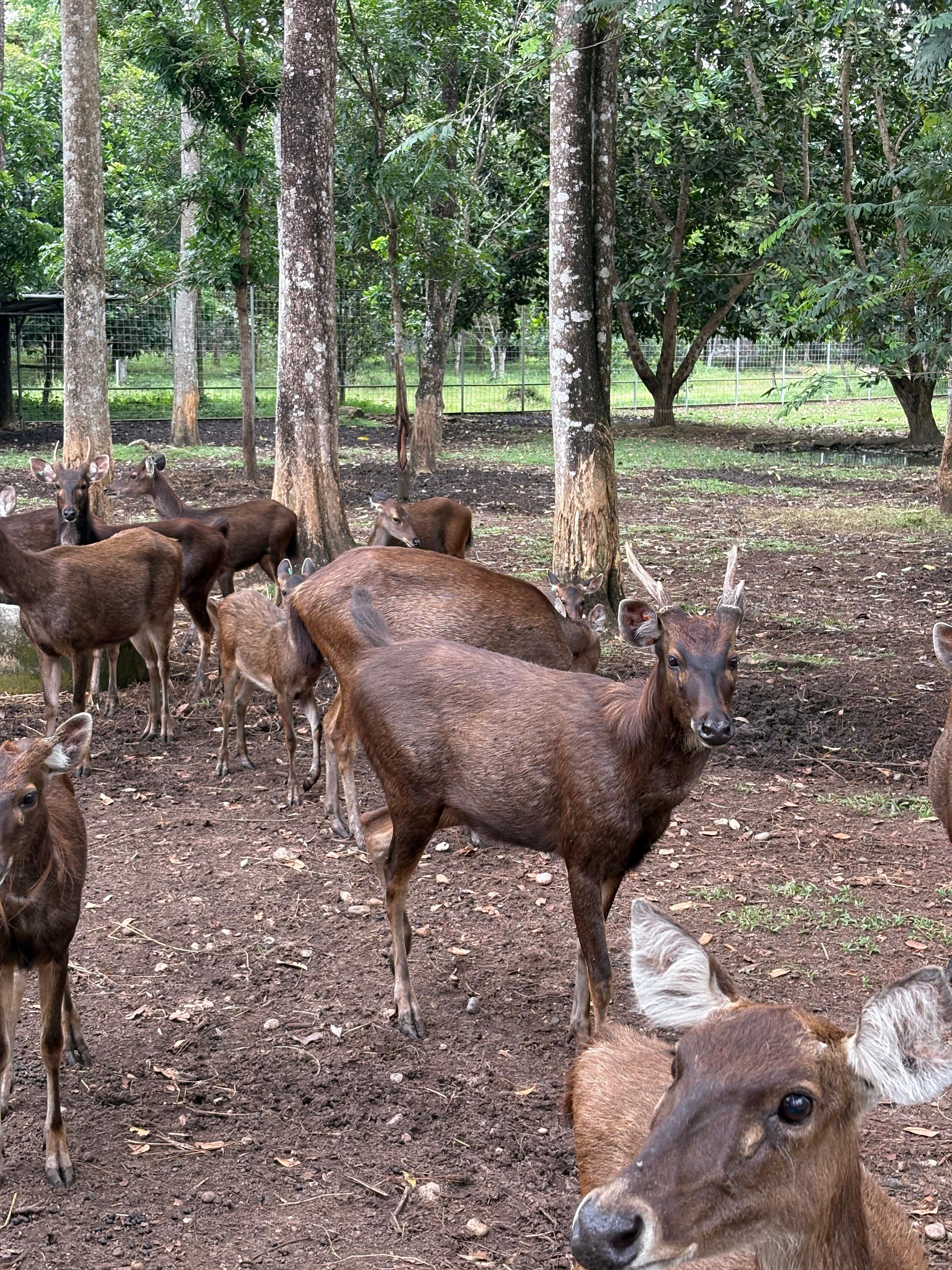 Rusa Sambar