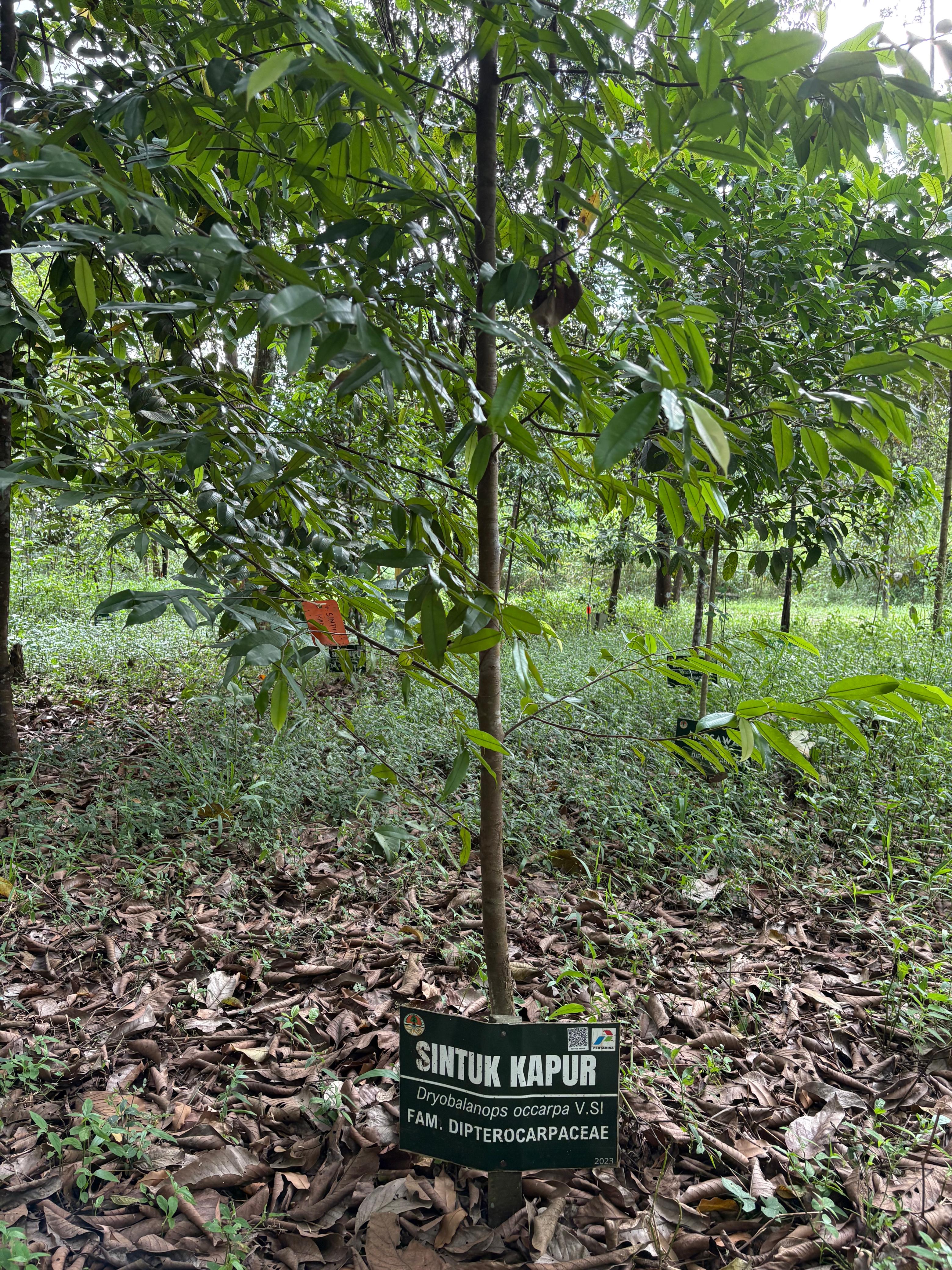 Sintuk Kapur Aromatica