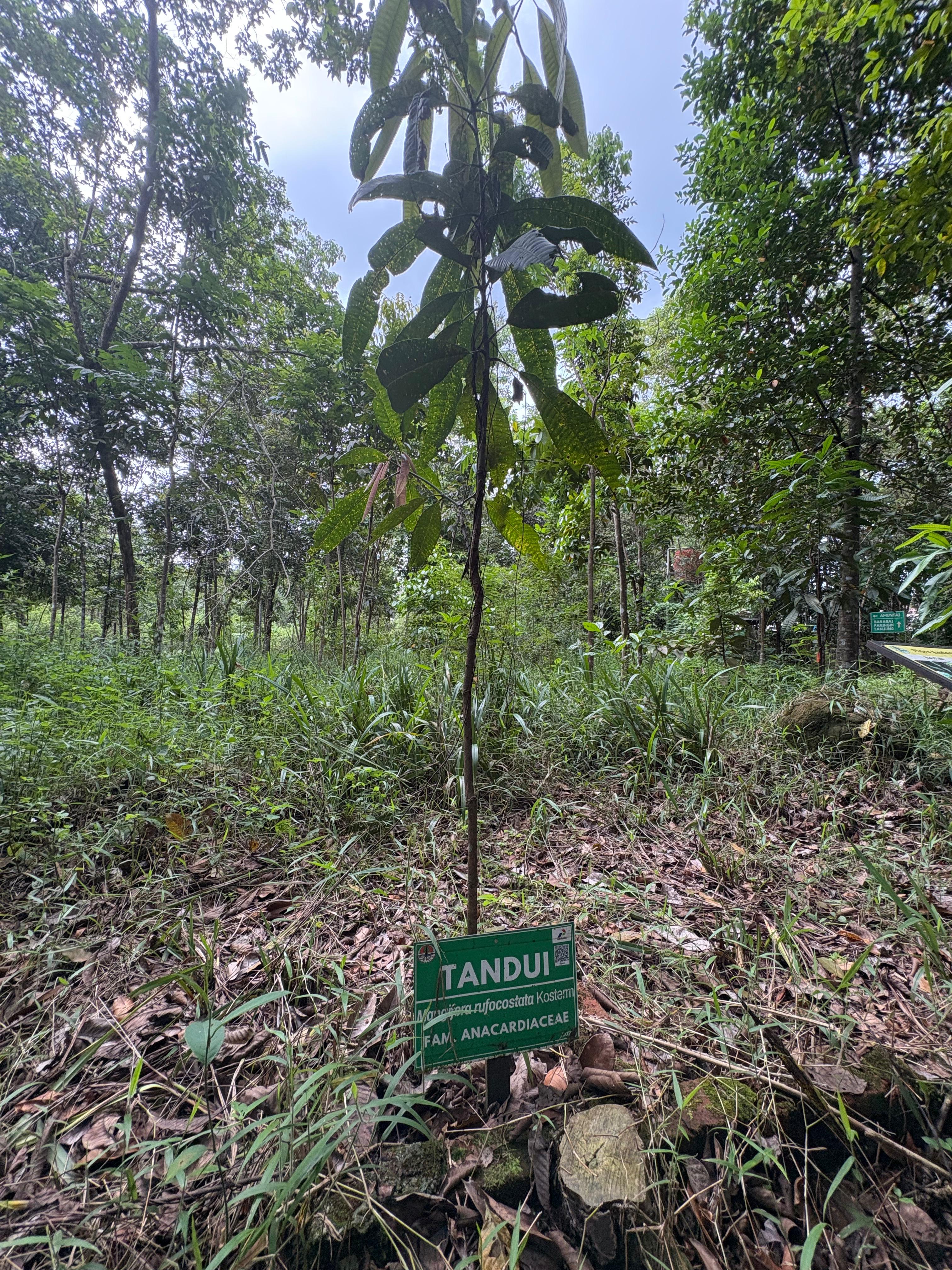 Tandui